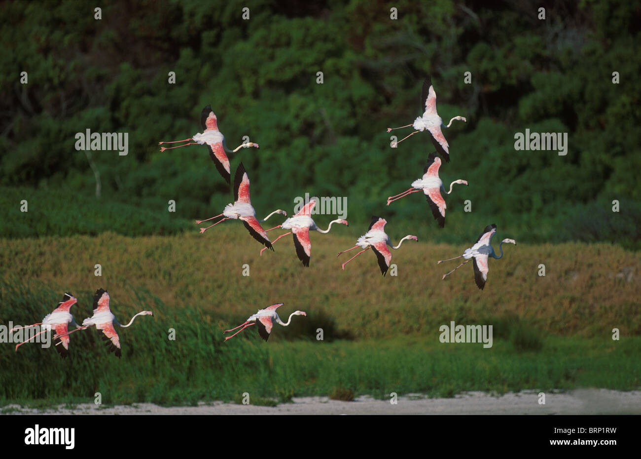 Herde der Rosaflamingo ausziehen im Flug Stockfoto