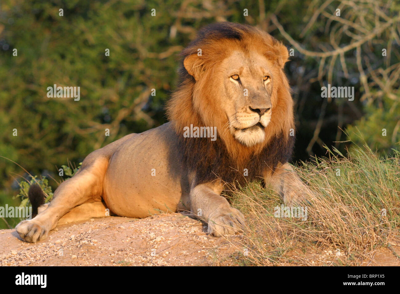 Männlicher Löwe liegt auf einem Hügel des Sandes Stockfoto