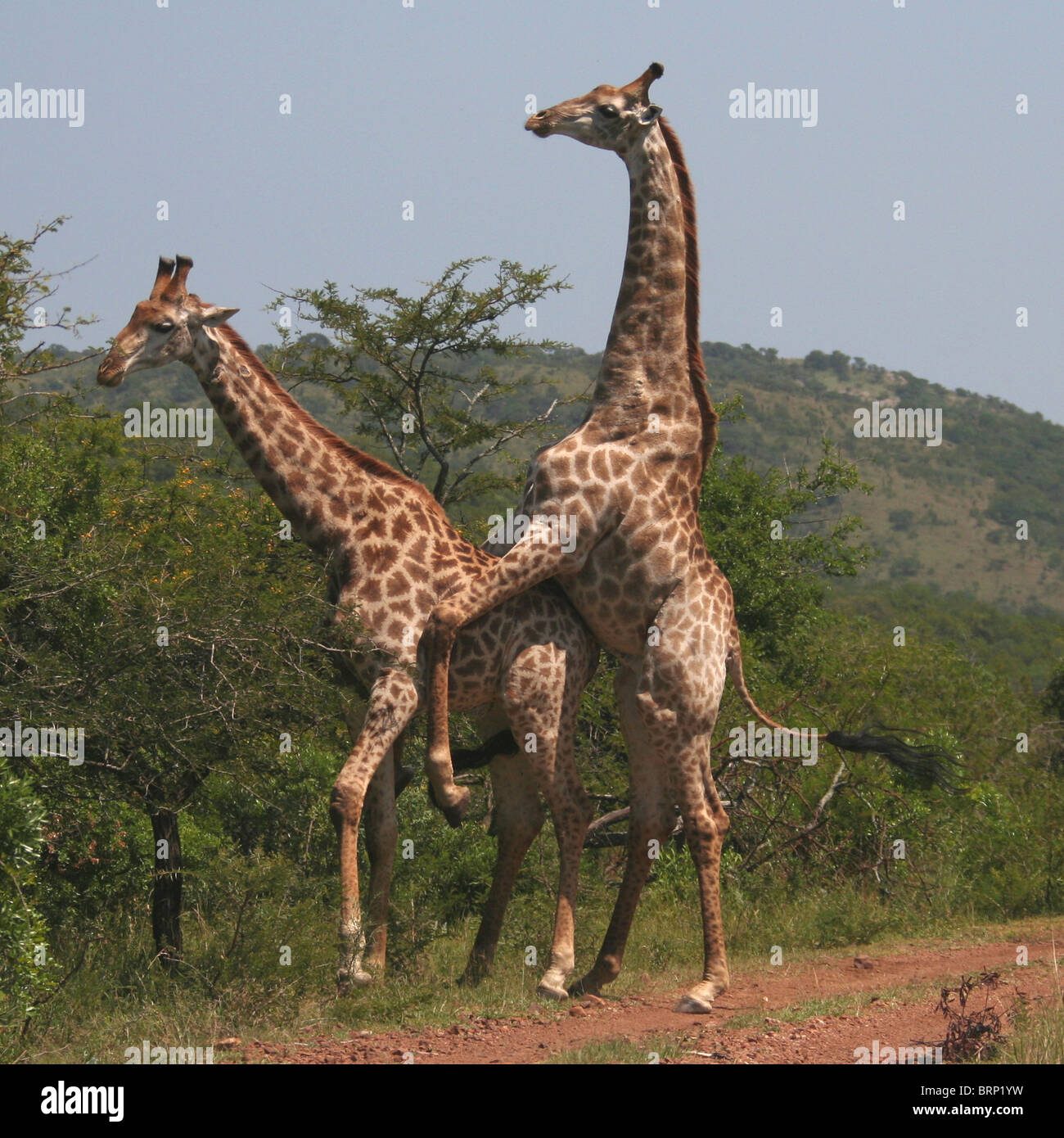 Männliche Giraffen Montage eine weibliche giraffe Stockfoto