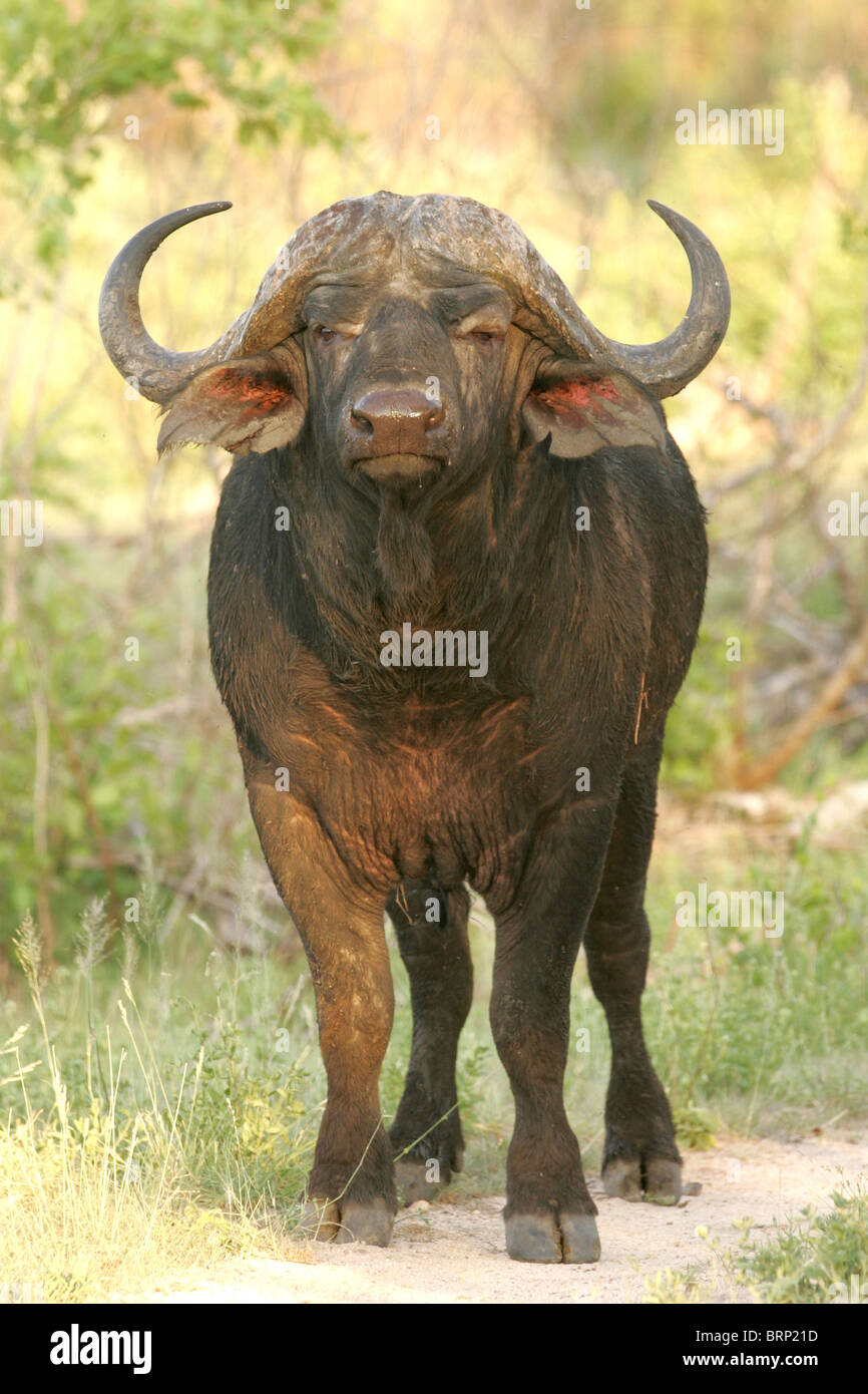Männlichen Büffel, stehend auf eigene und direkt in die Kamera schaut Stockfoto
