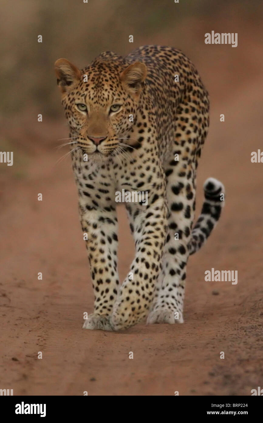 Leopard ein Sand Weg hob seine Vorderpfote Stockfoto