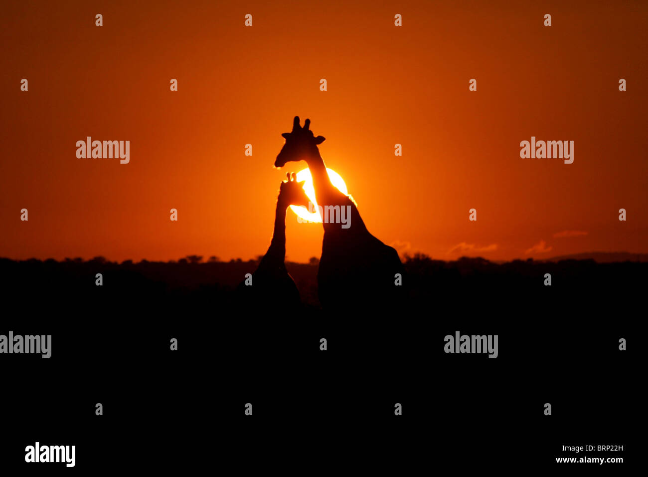 Zwei südafrikanische Giraffe Silhouette bei Sonnenuntergang Stockfoto