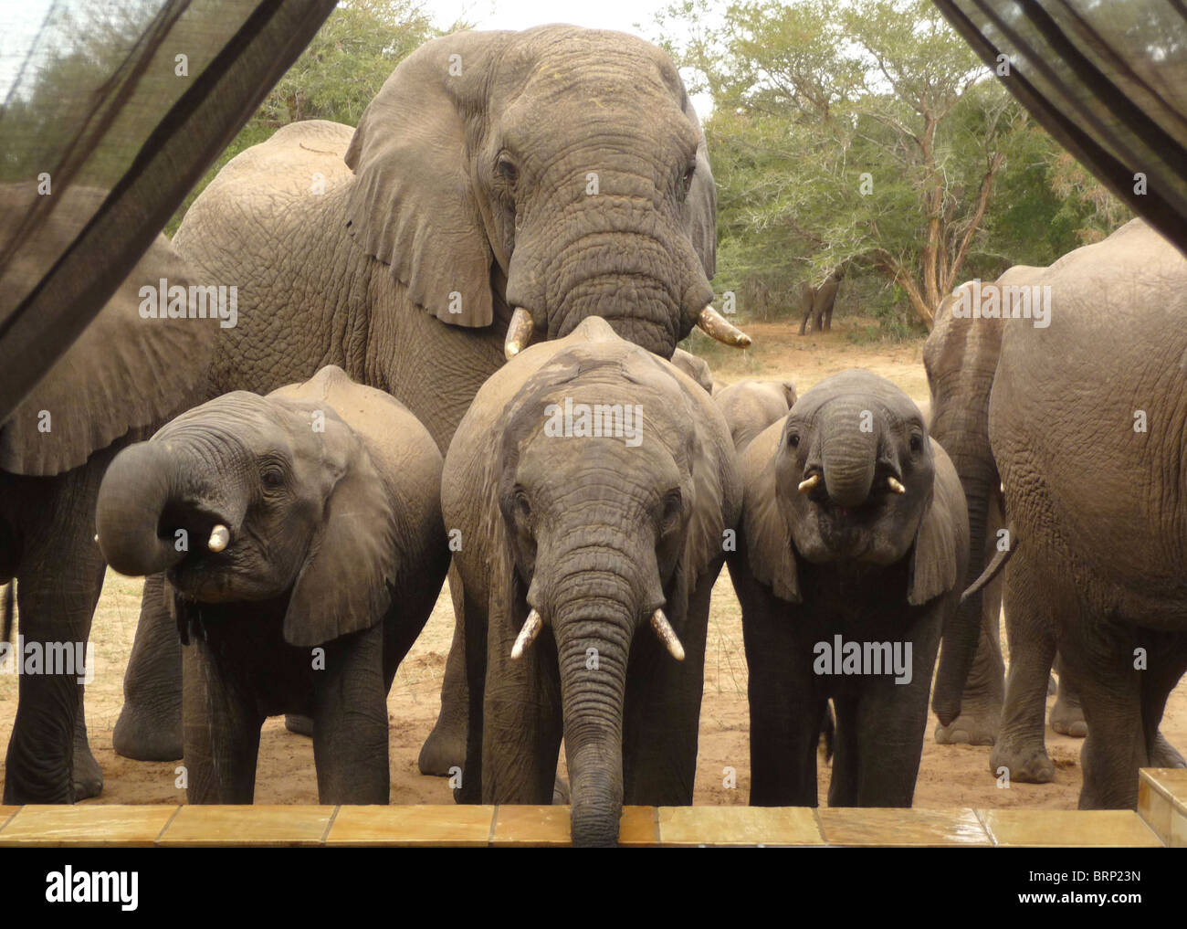 Ein Blick aus dem Inneren eines Chalets zeigt eine Herde Elefanten, die aus einem Pool zu trinken, während die Mutter schaut auf Stockfoto