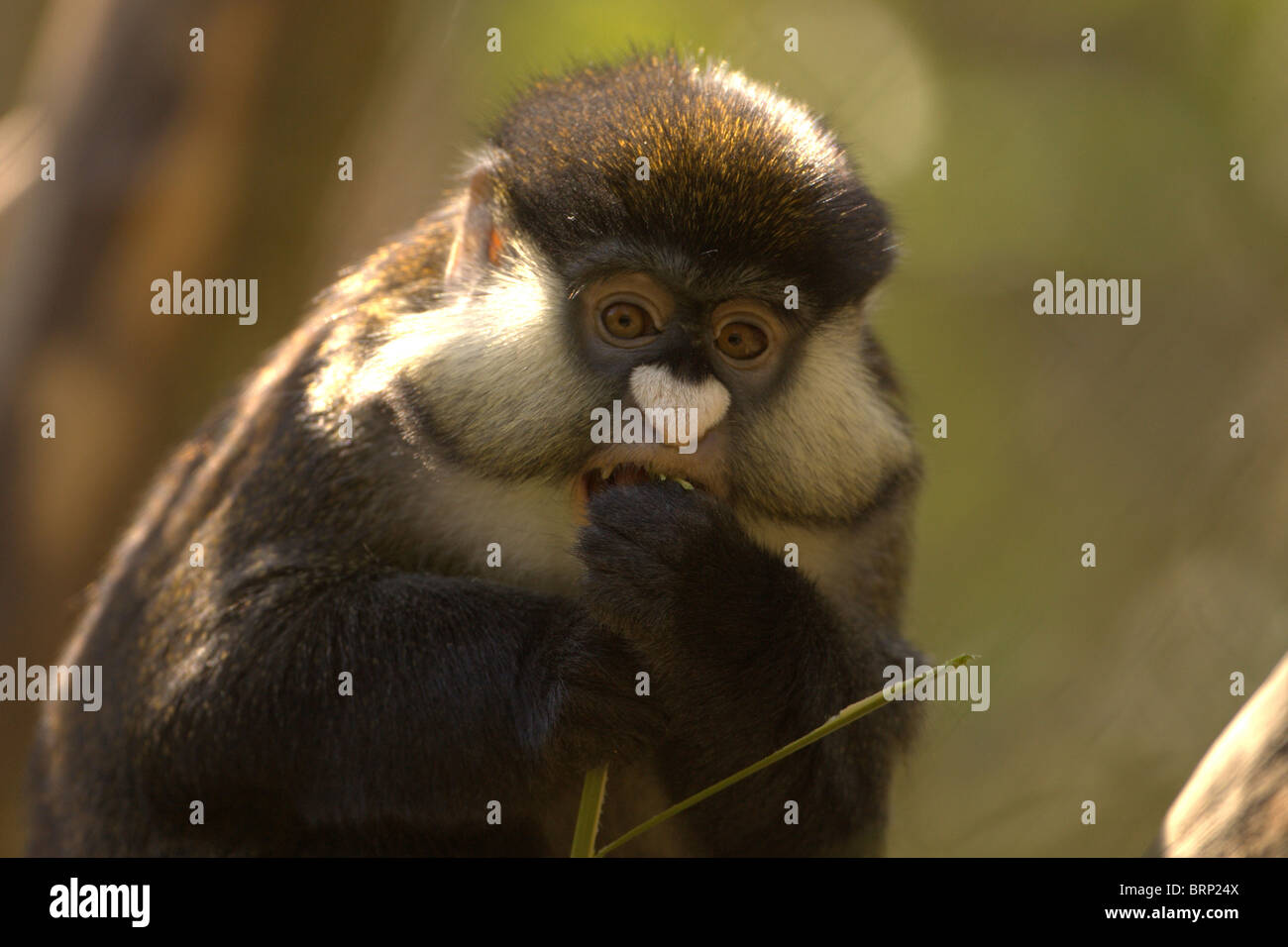 Porträt einer Guenon Stockfoto