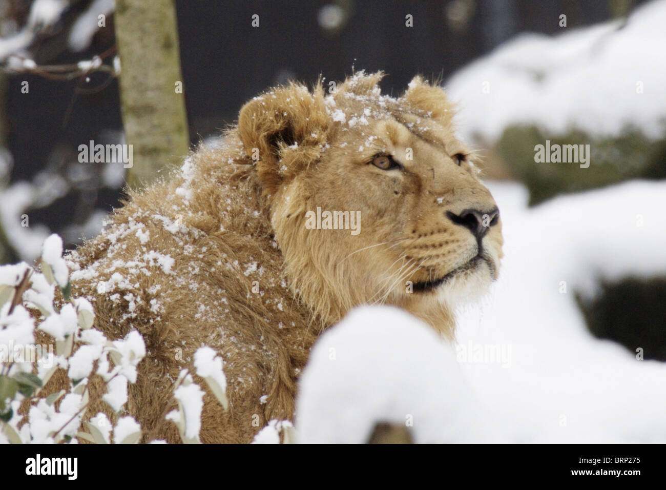Ein Afrikanischer Lowe In Einem Zoo Mit Schnee Auf Seinem Fell Und Im Hintergrund Stockfotografie Alamy