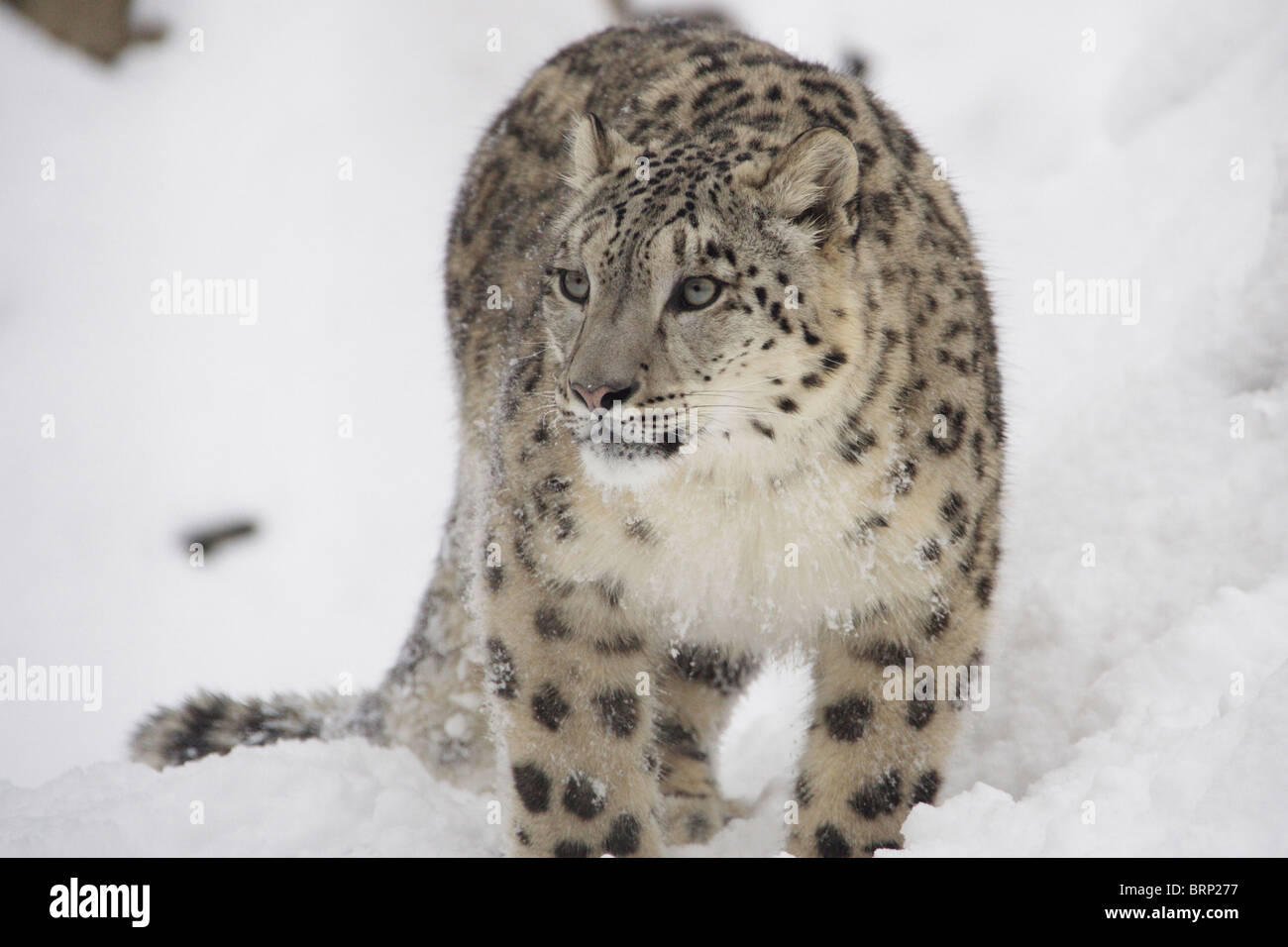 Snow Leopard stehend im Schnee Stockfoto