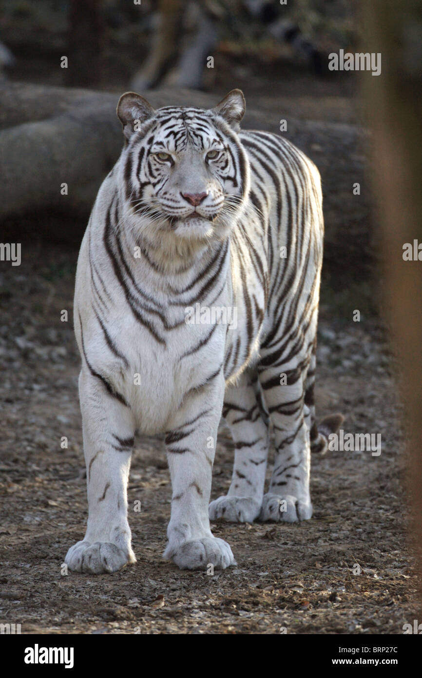 Bengal-Tiger stehen und schaut direkt in die Kamera Stockfoto