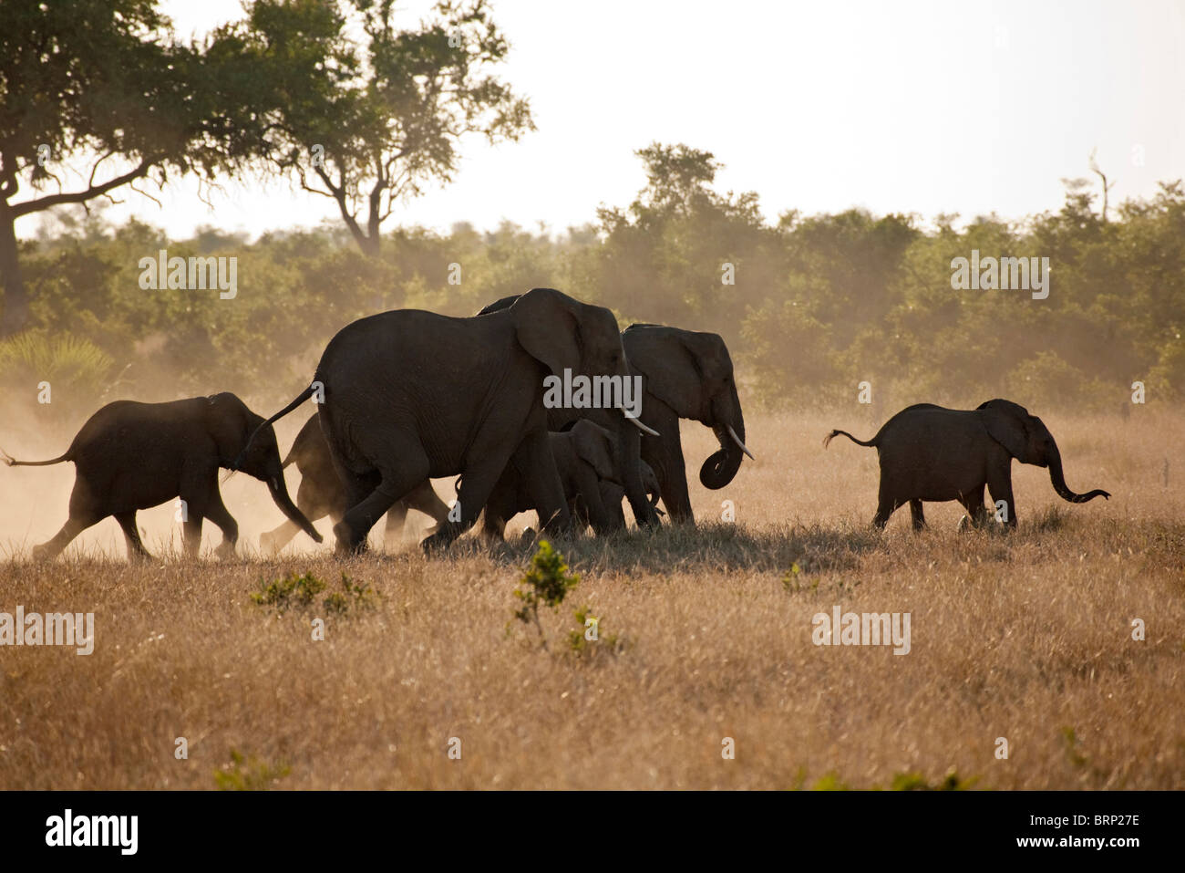 Eine Herde von afrikanischen Elefanten ein Kalb zu Fuß in trockene Steppe Stockfoto