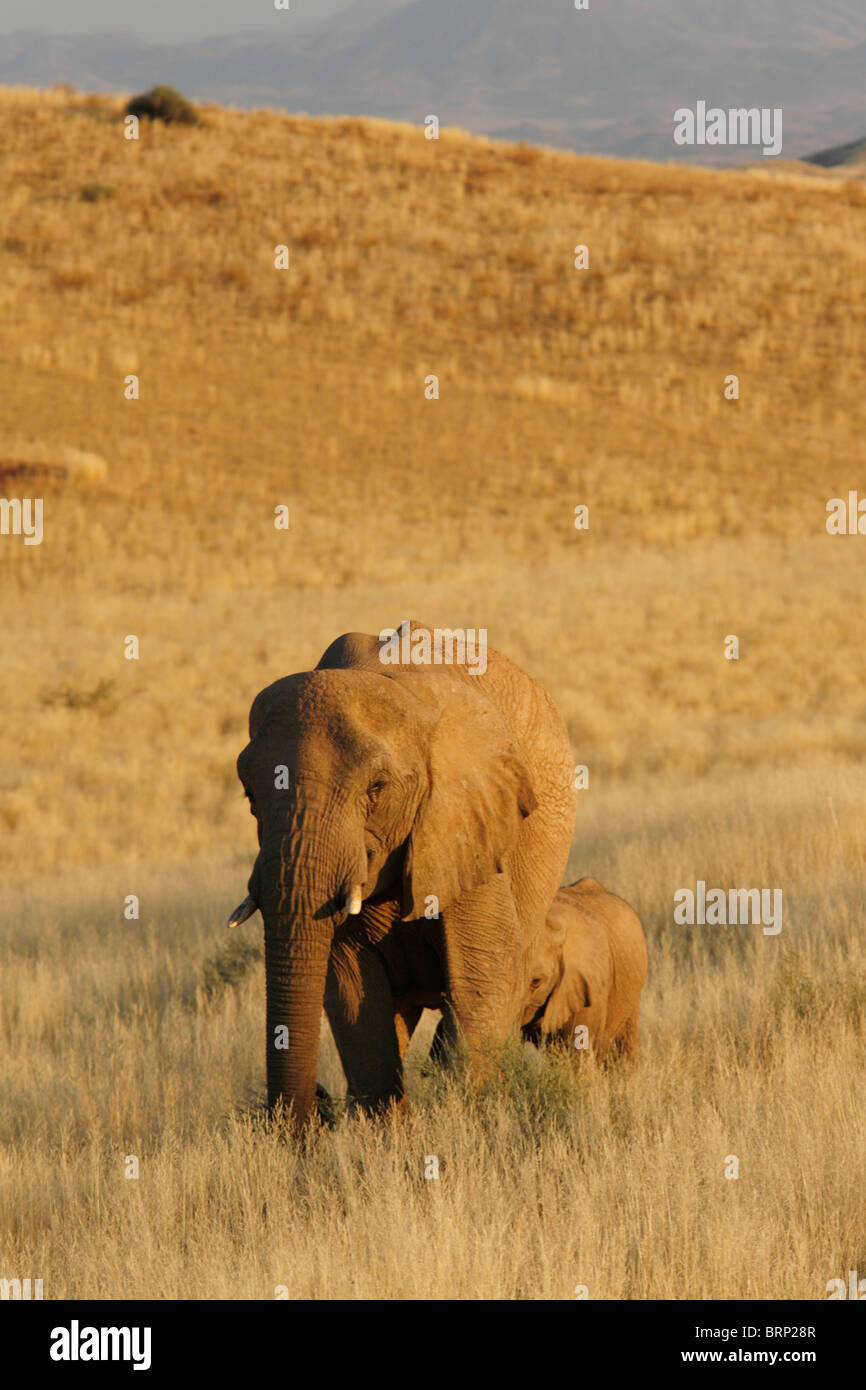Elefanten-Mutter, die zu Fuß in Semi-ariden Grünland mit Kalb nach hinten Stockfoto
