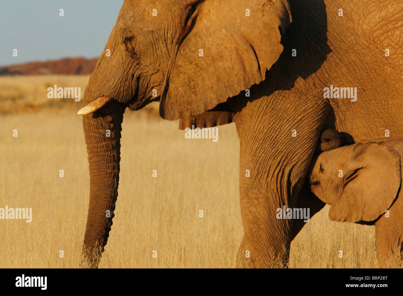 Seite auf Sicht der Elefanten-Mutter mit jungen Kalb Stockfoto
