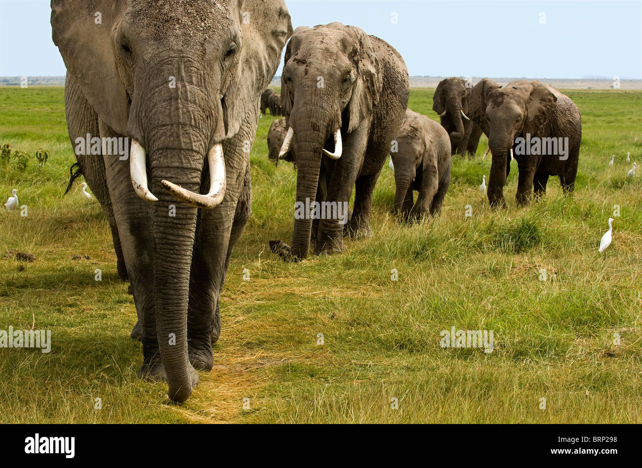 Afrikanische Elefanten Herde (Loxodonta Africana) unterwegs Stockfoto