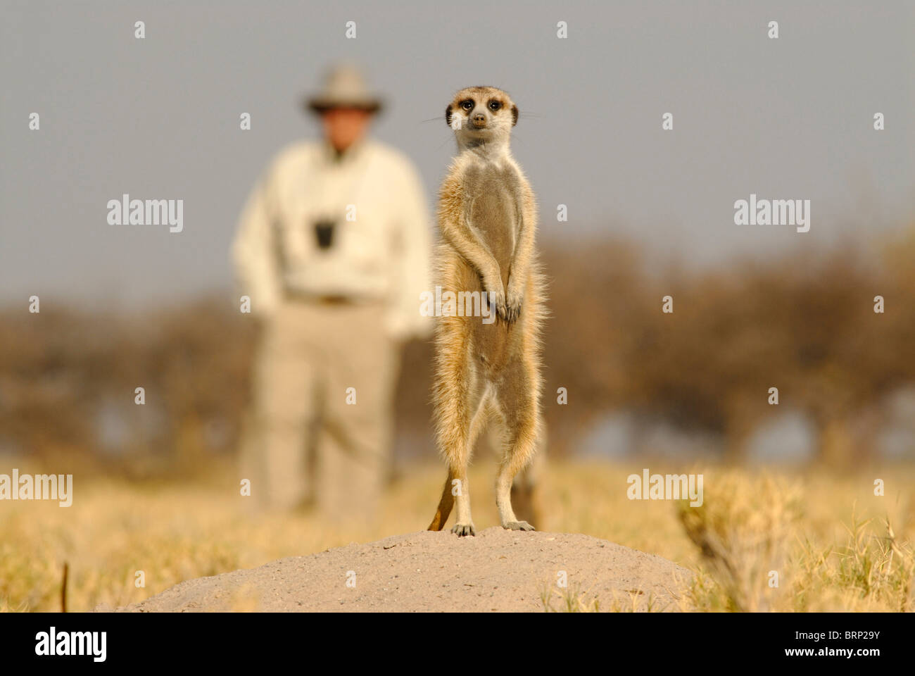 Erdmännchen stehend auf Hügel, mit einem Touristen im Hintergrund Stockfoto