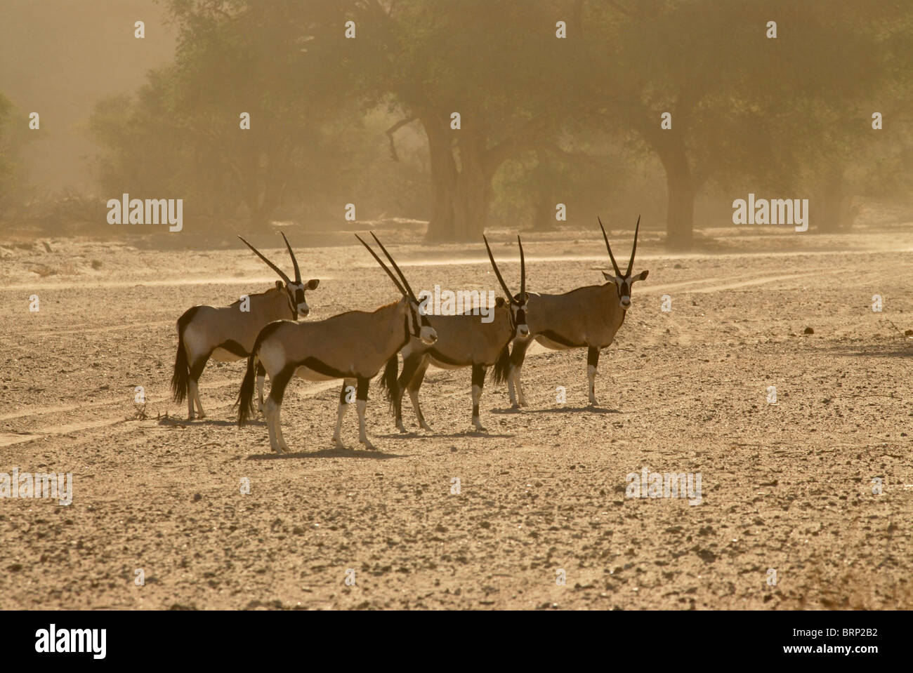 Gruppe von Gemsbock im Huab Fluss Stockfoto