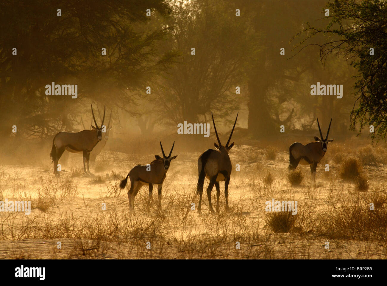 Gruppe von Gemsbock im Huab Fluss Stockfoto