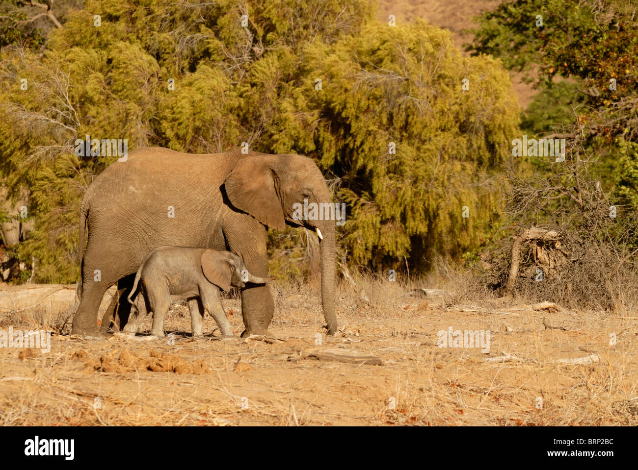 Junger Elefant mit Baby-Elefant Stockfoto