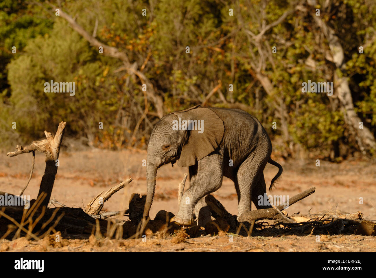 Jungen Baby-Elefant Stockfoto