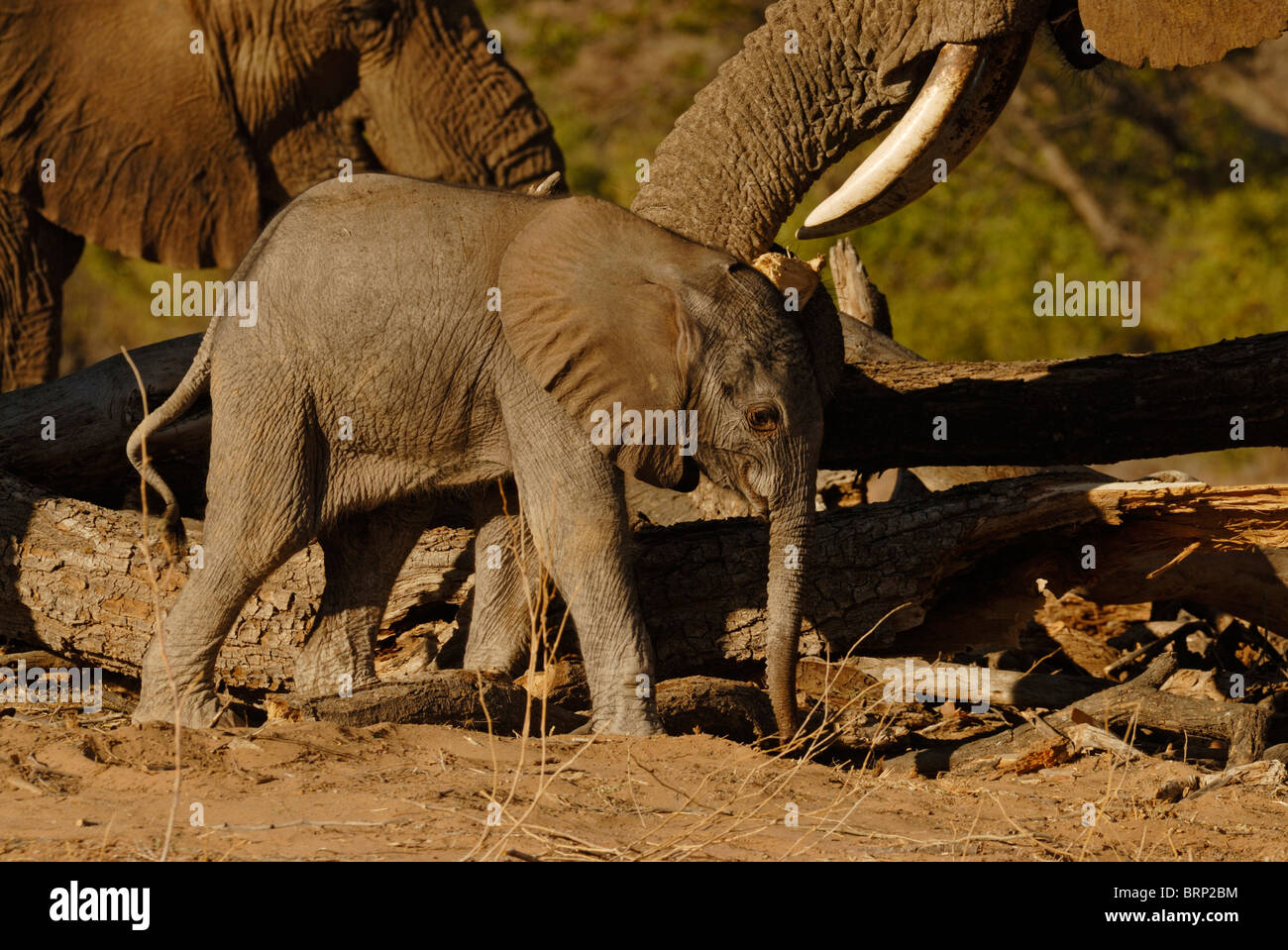 Jungen Baby-Elefant Stockfoto