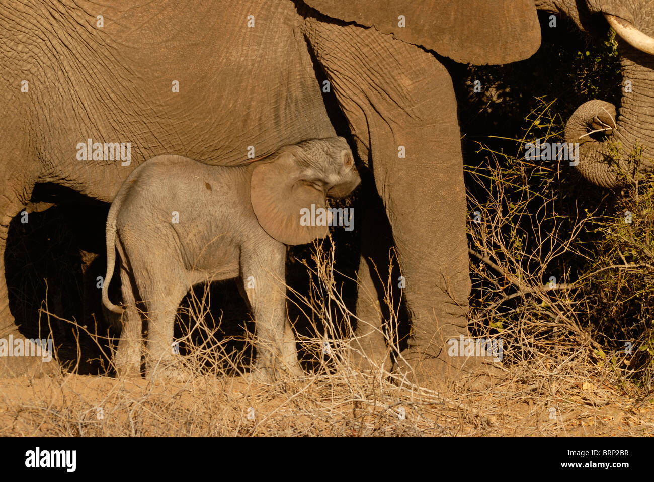 Junge baby Elefant von der Mutter gesäugt Stockfoto