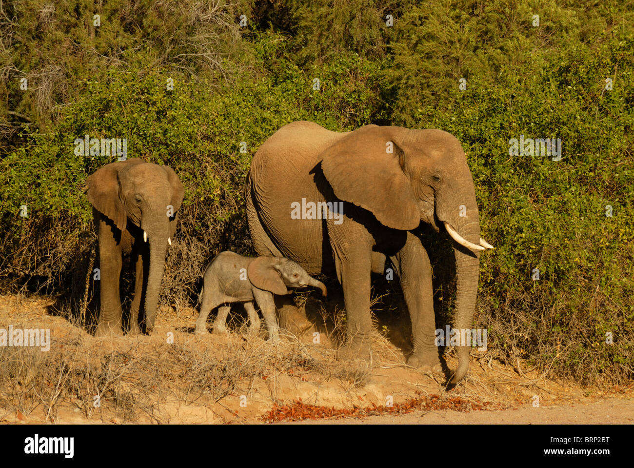 Elefantendame mit älteren Kalb und junge Baby-Elefant Stockfoto