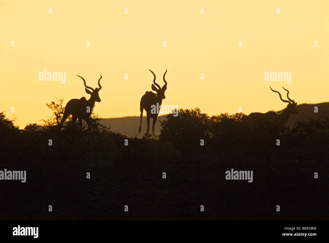 Sonnenuntergang Silhouette Gruppe von Kudu ausgeführt Stockfoto