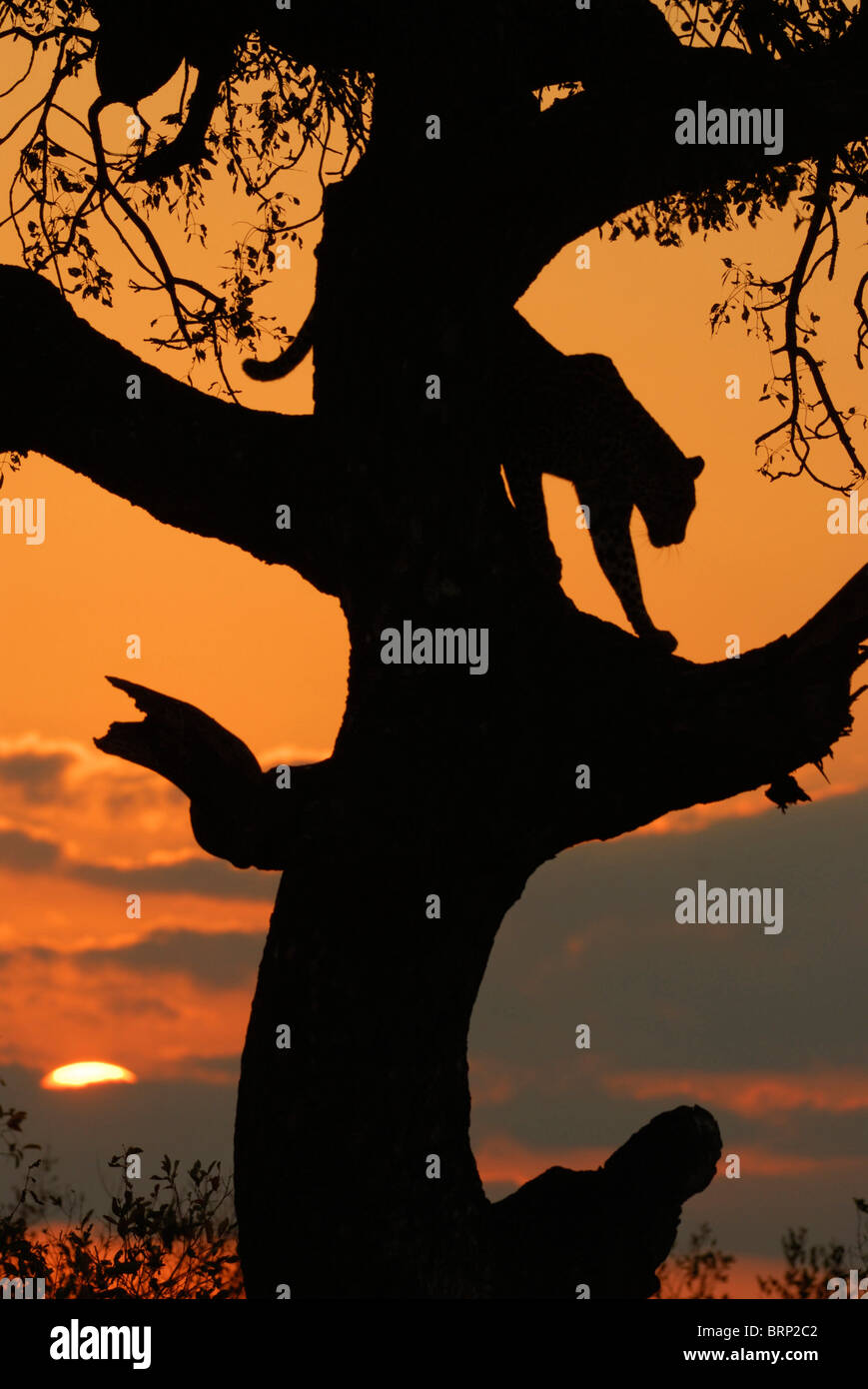 Sonnenuntergang Silhouette weibliche Leoparden Abstieg von einem Marula-Baum Stockfoto