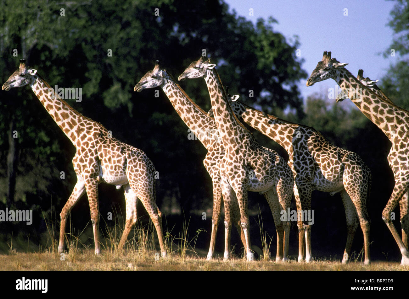 Südlichen Giraffe (Giraffe-Giraffe Giraffa) stehen in einer Gruppe Stockfoto