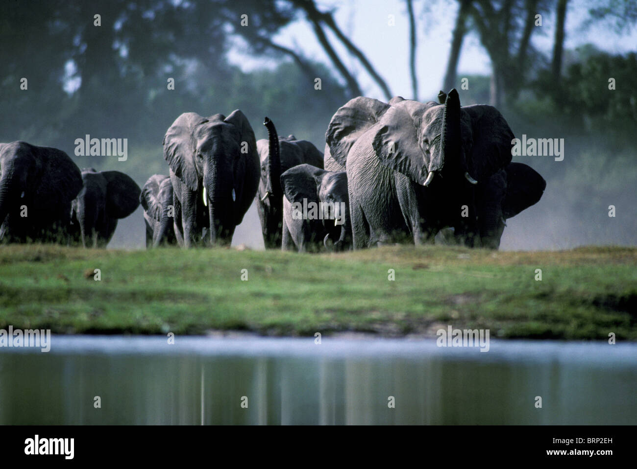 Afrikanische Elefantenherde Zucht kommen zu nachsichtig Kanal (Kwando) zu trinken Stockfoto