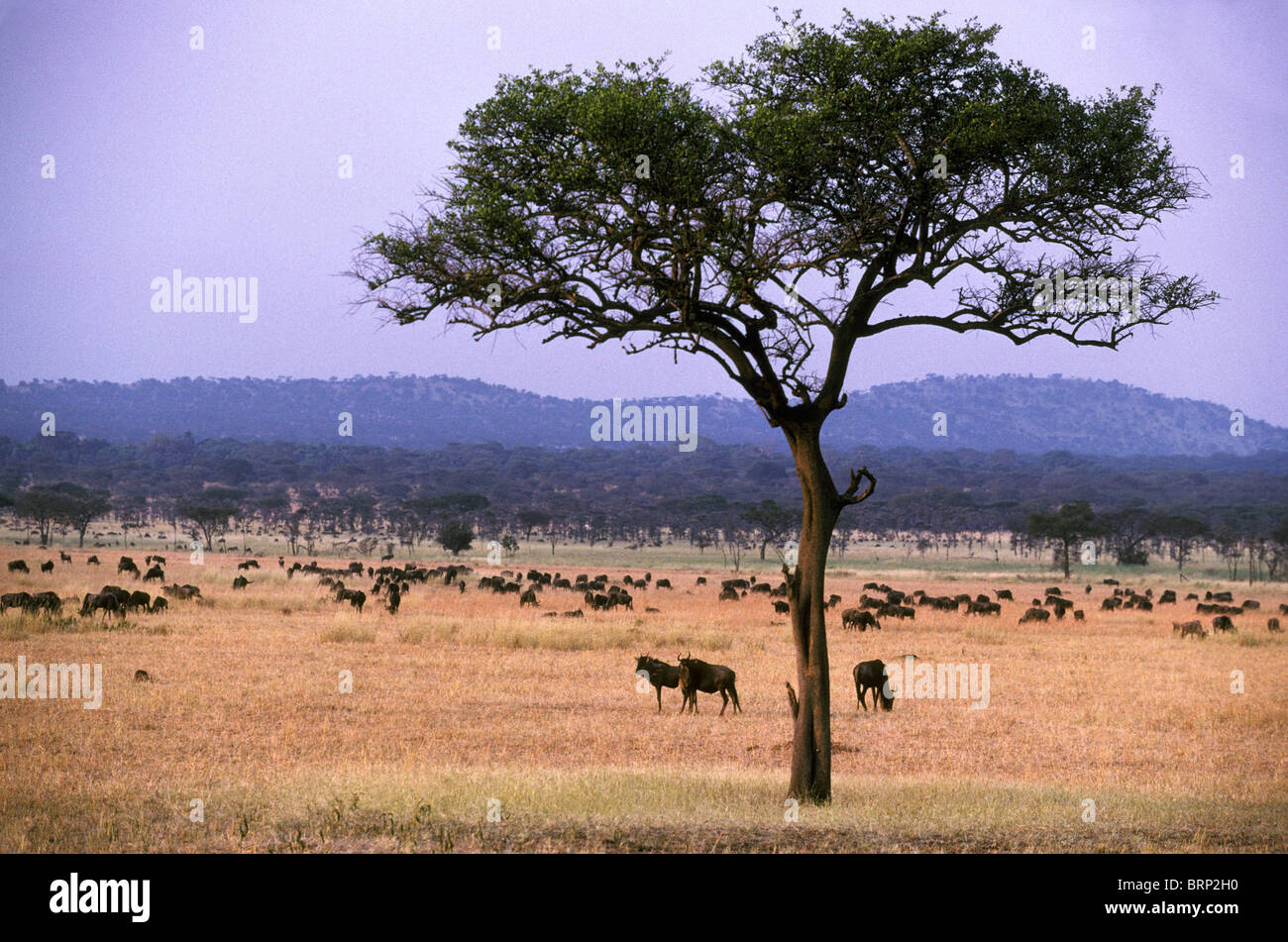 Weißen bärtigen Gnus (Connochaetes Taurinus) auf den Ebenen der Serengeti Stockfoto