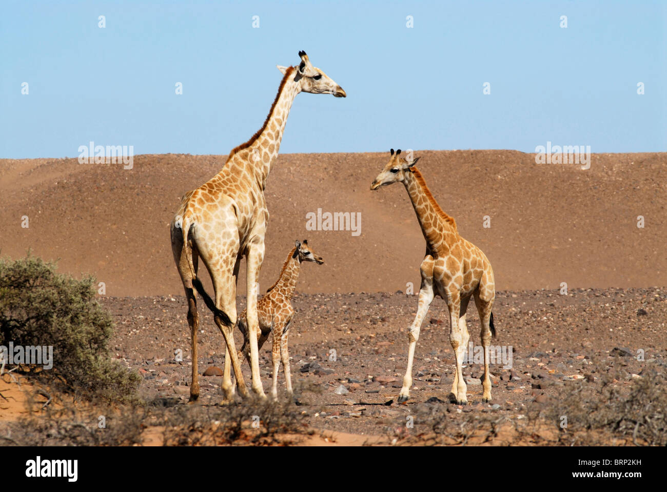 Giraffe Familiengruppe in der Namib-Wüste an der Skelettküste Stockfoto