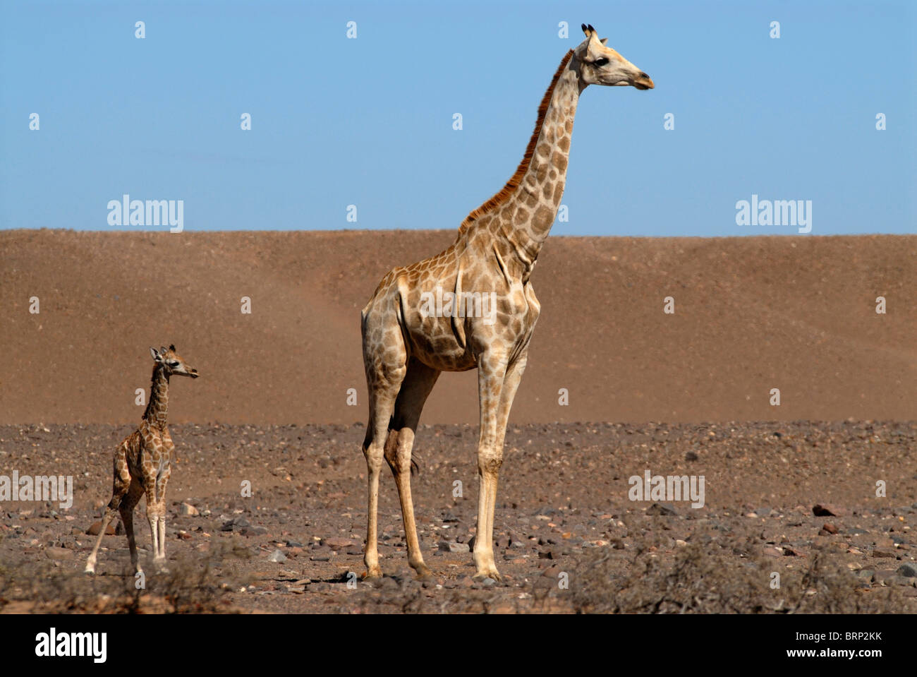 Giraffe Familiengruppe in der Namib-Wüste an der Skelettküste Stockfoto