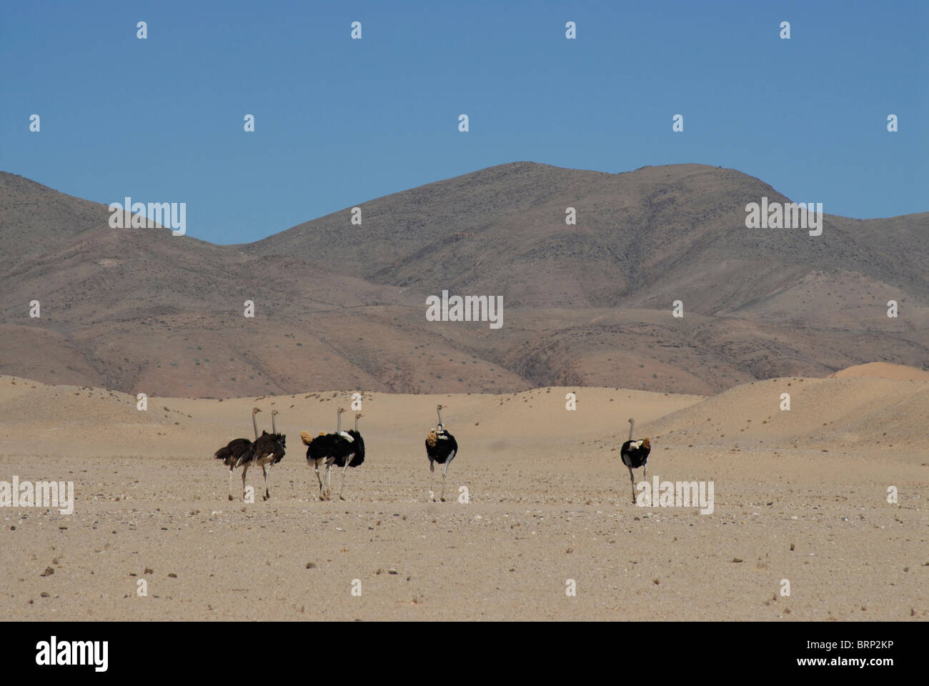 Gruppe von Strauß in Wüstenumgebung Stockfoto
