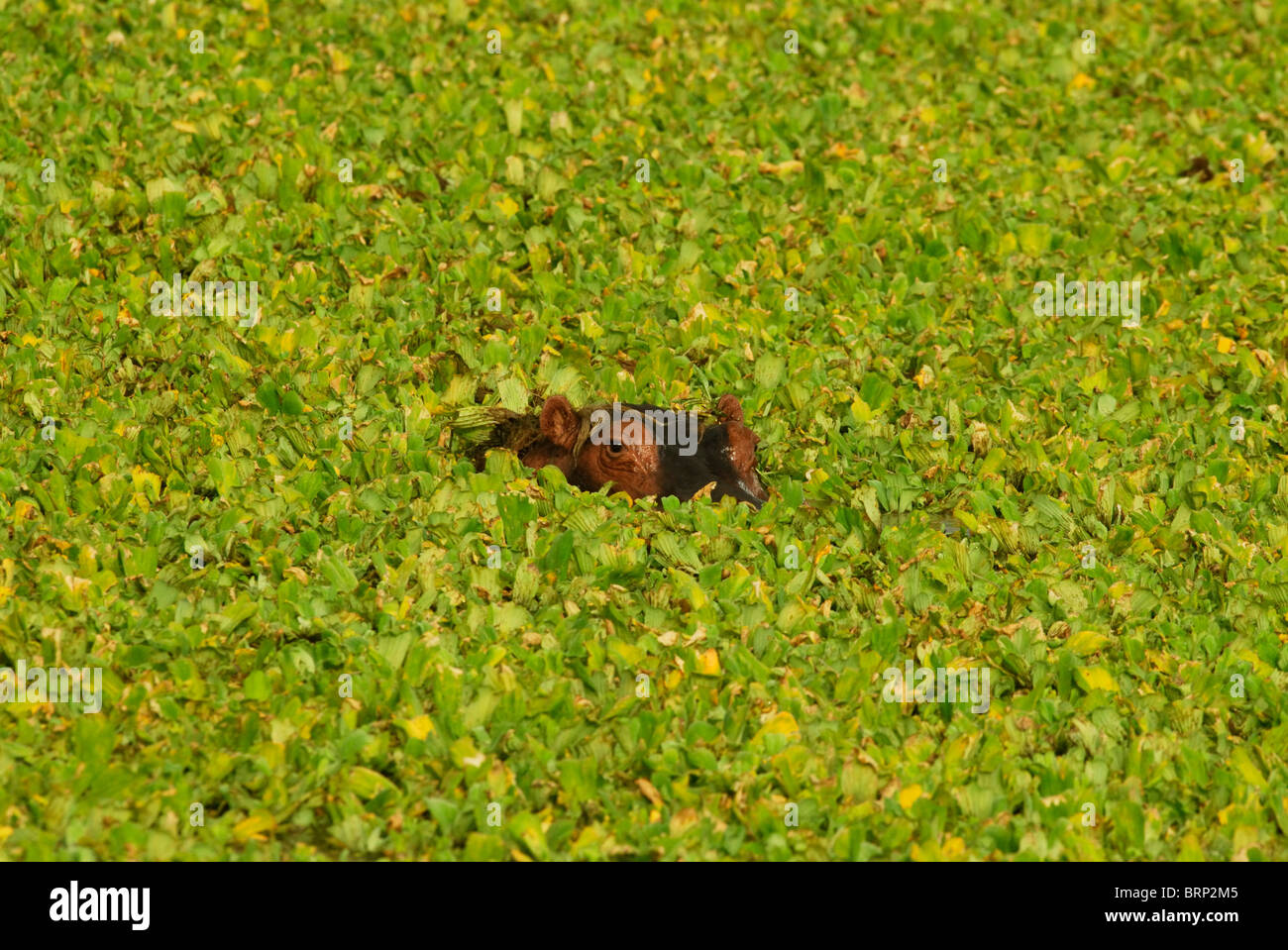 Nilpferd untergetaucht unter Wasserpflanzen Stockfoto