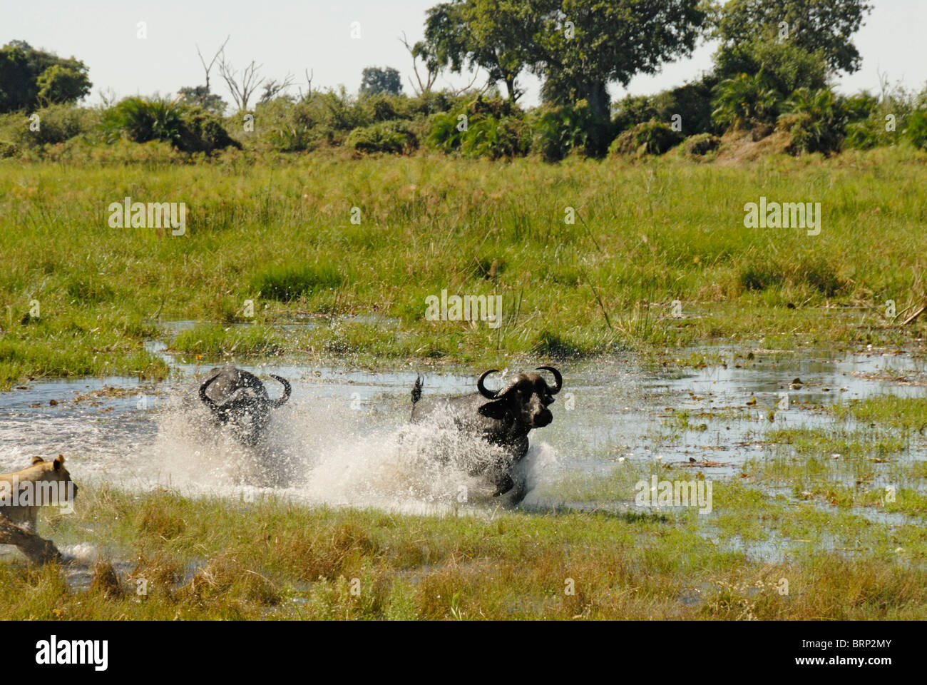 Löwin jagt Buffalo Bulls durch Wasser (Verfolgungsjagd 11 von 21) Stockfoto