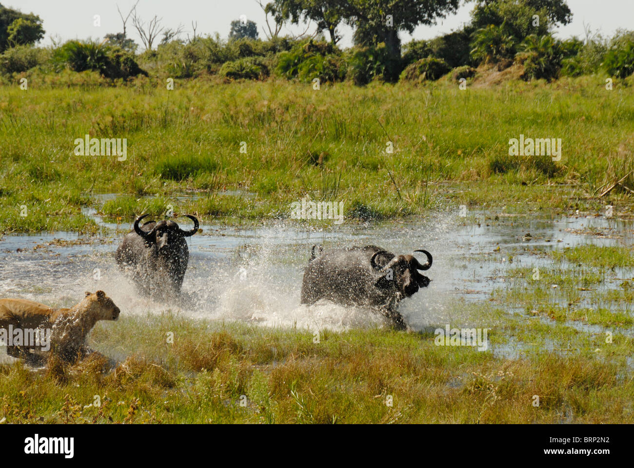 Löwin jagt Buffalo Bulls durch Wasser (Verfolgungsjagd 12 von 21) Stockfoto