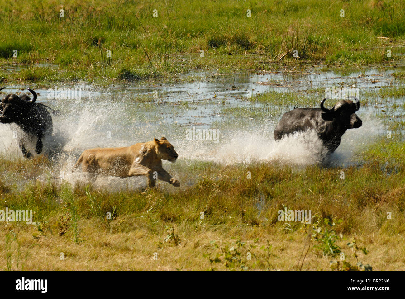 Löwin jagt Buffalo Bulls durch Wasser (Verfolgungsjagd 16 von 21) Stockfoto