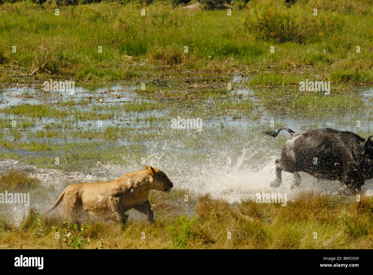 Löwin jagt Buffalo Bulls durch Wasser (Verfolgungsjagd 19 von 21) Stockfoto