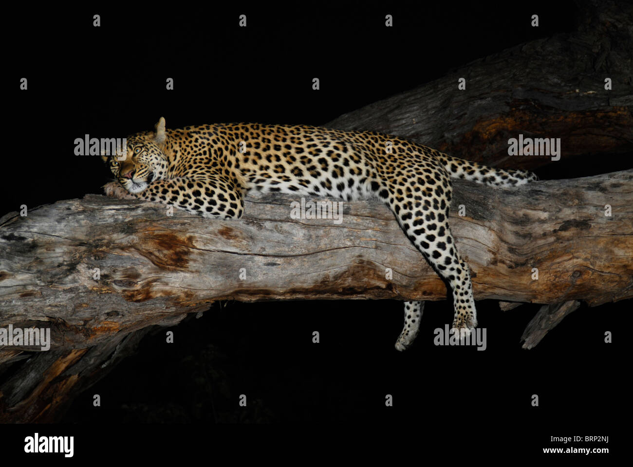 Leopard auf einen umgestürzten Baumstamm in der Nacht schlafen Stockfoto