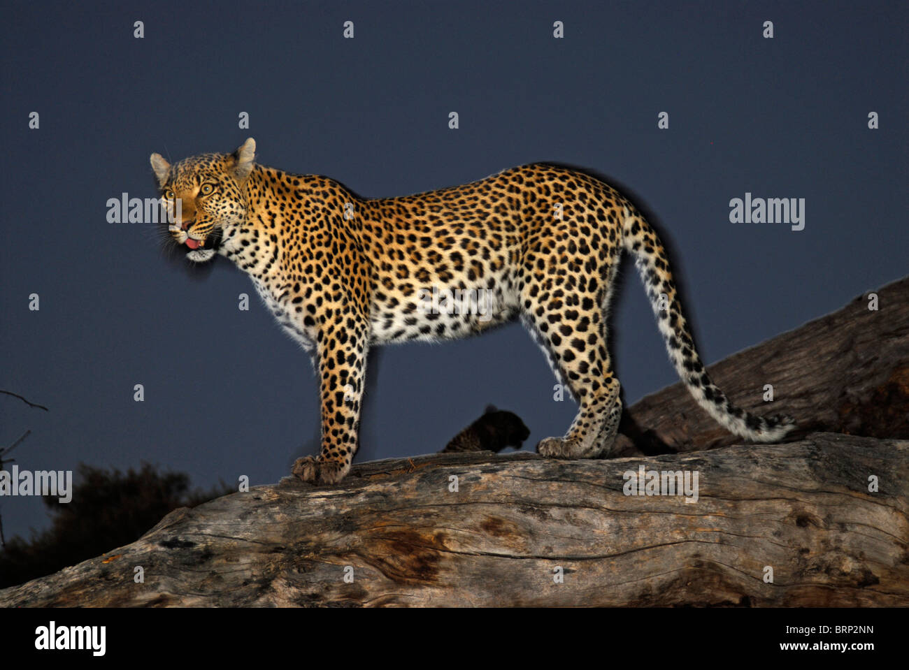 Leopard auf trockenen Baumstamm mit der Silhouette des es ist Cub zeigt im Hintergrund Stockfoto