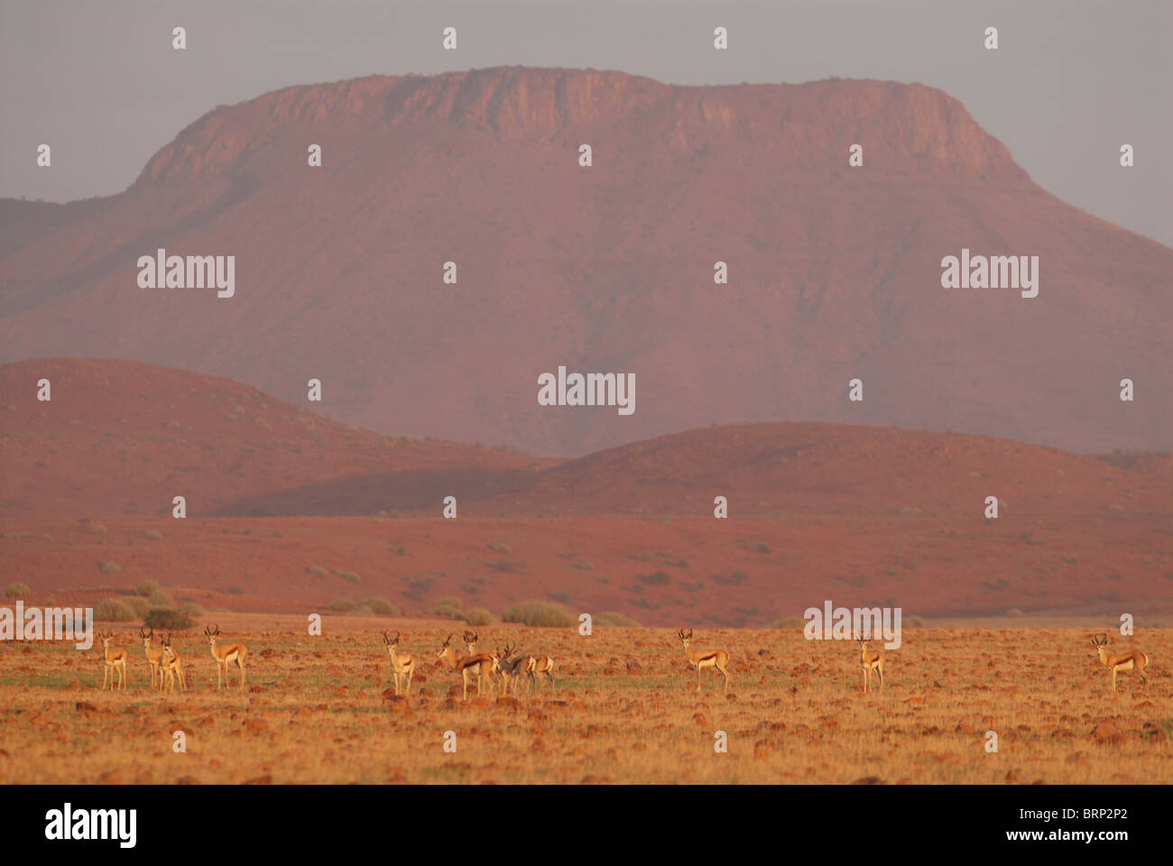 Malerische Aussicht auf Herde Springböcke Bergkulisse Stockfoto