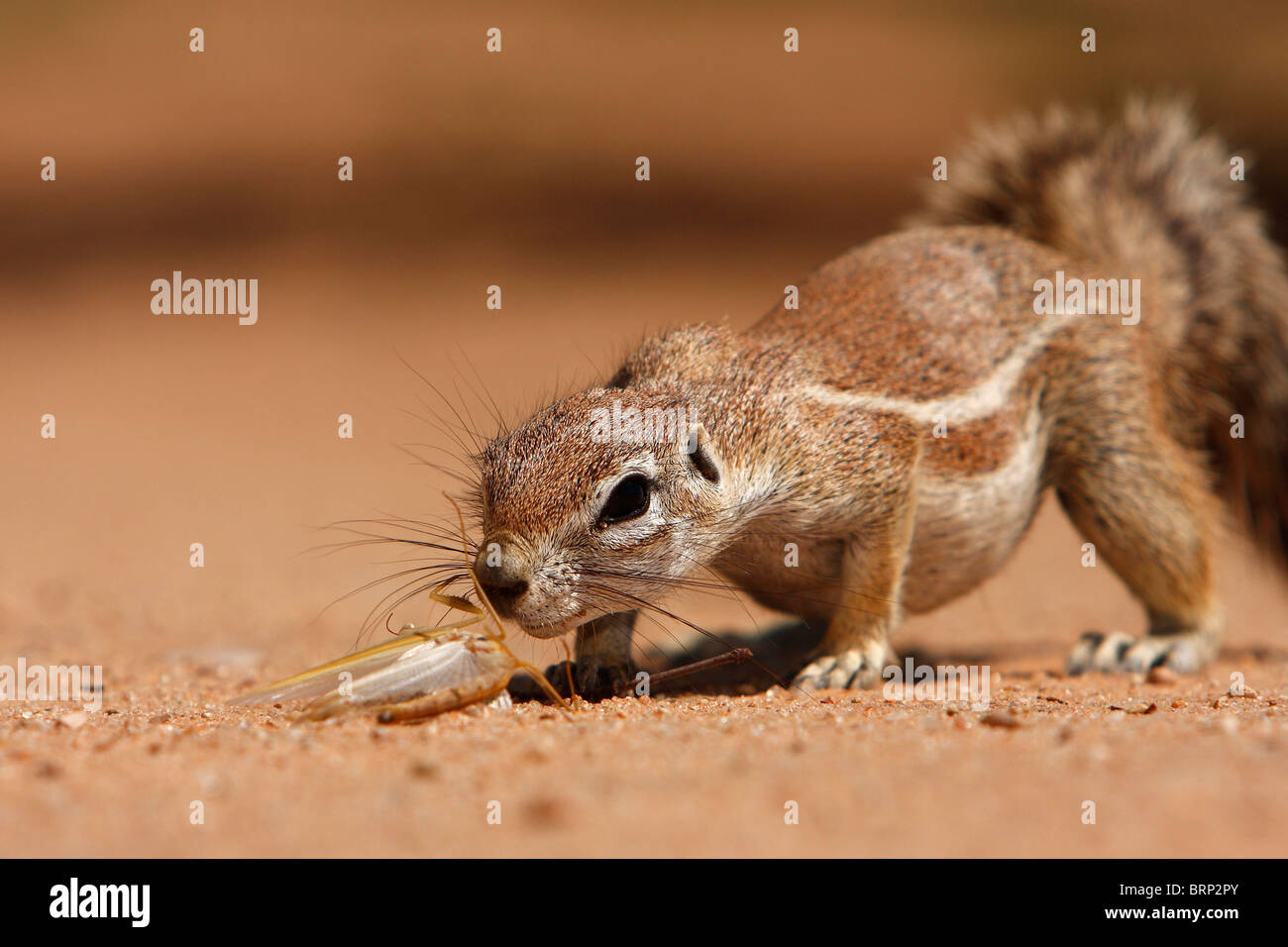 Niedrigen Winkel Blick auf ein Grundeichhörnchen schnüffeln an ein totes Insekt Stockfoto