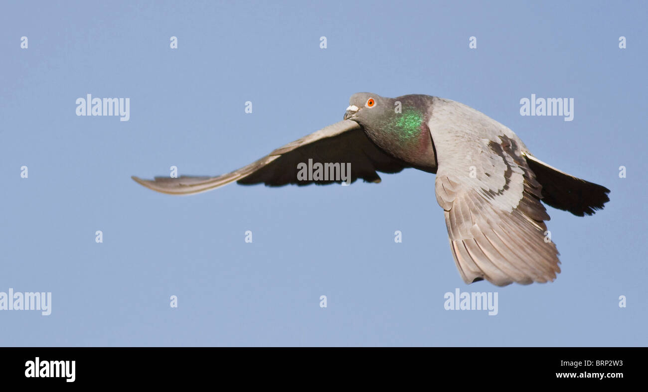 Felsen-Taube im Flug Stockfoto