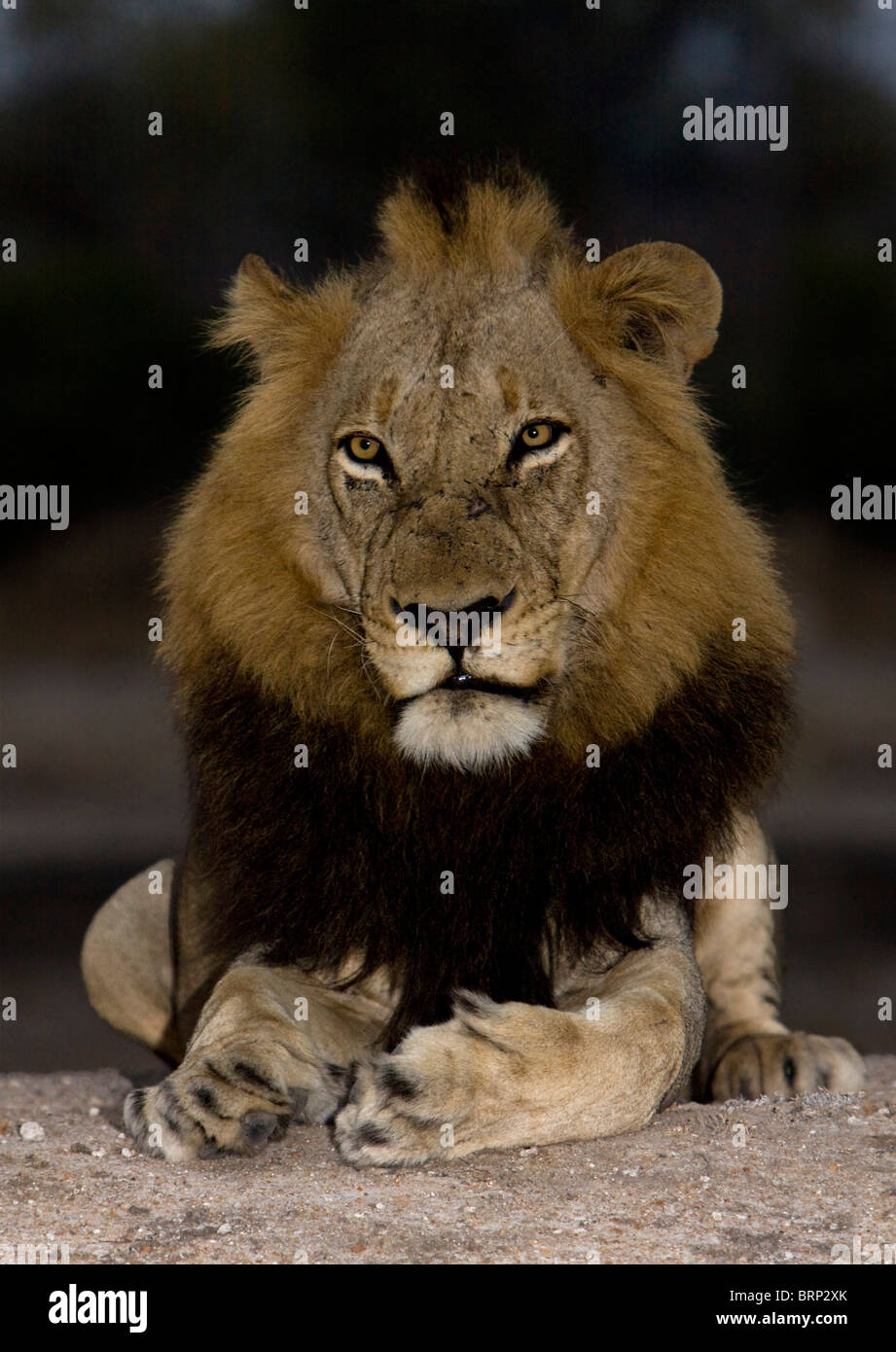 Porträt eines Löwen sitzen auf dem Boden in der Abenddämmerung Stockfoto