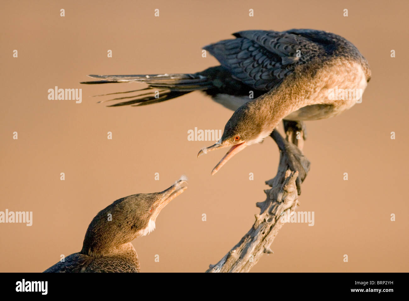 Reed Cormorant Fütterung Küken Stockfoto