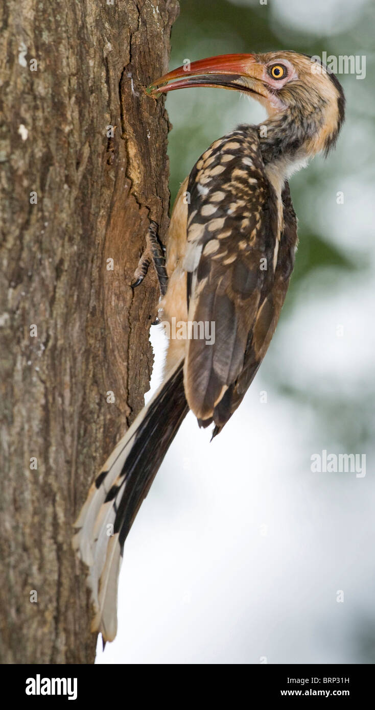 Rot-billed Hornbill Futtersuche auf einem Baumstamm Stockfoto