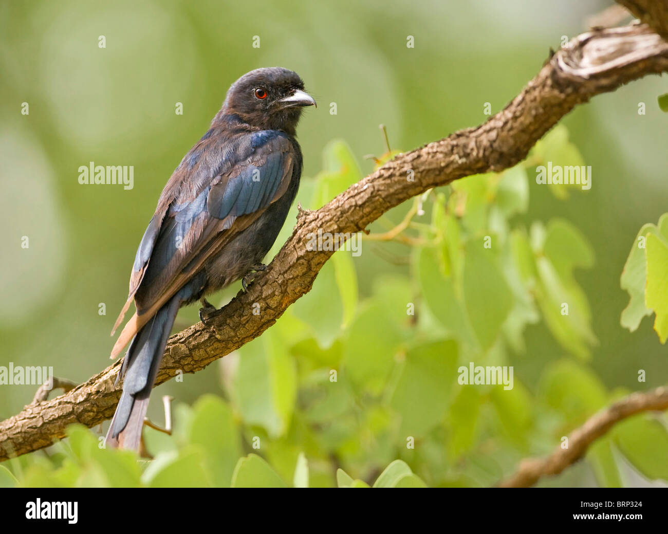 Gabel-tailed Drongo thront auf einem Ast Stockfoto