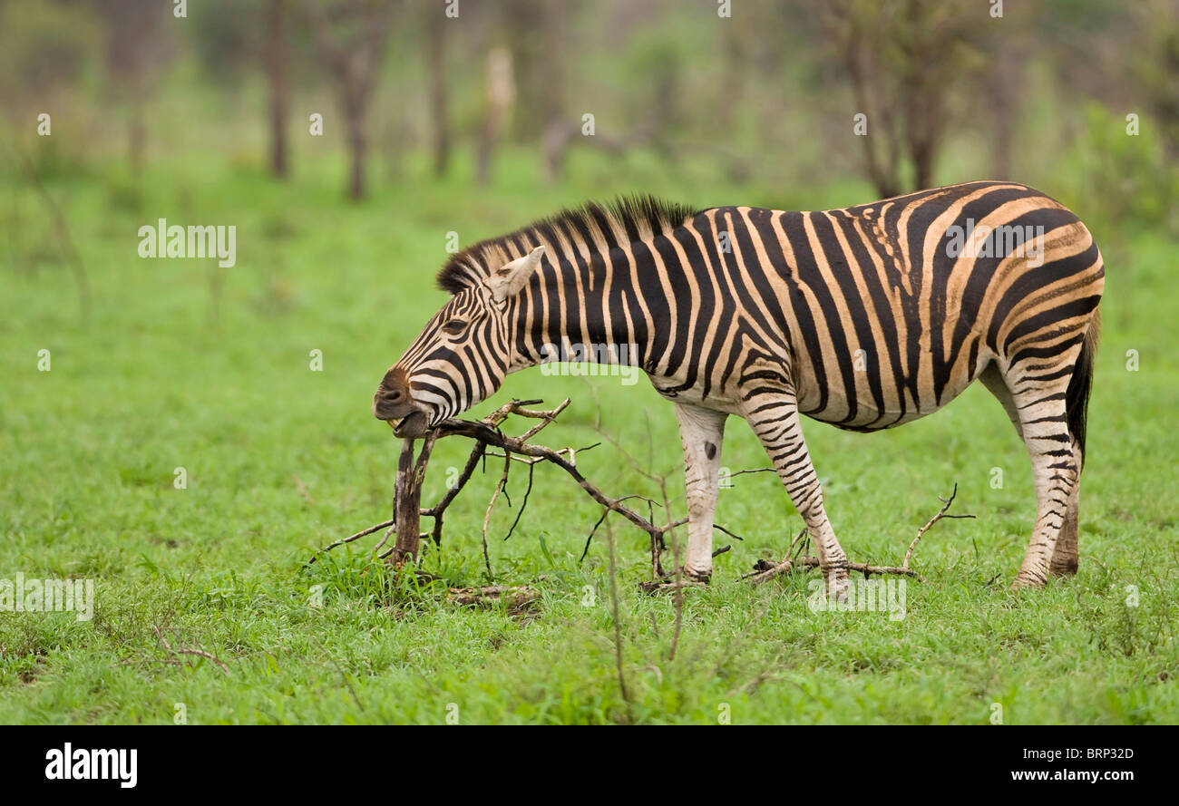 Zebra reiben sein Kinn auf kleine toter Baum Stockfoto