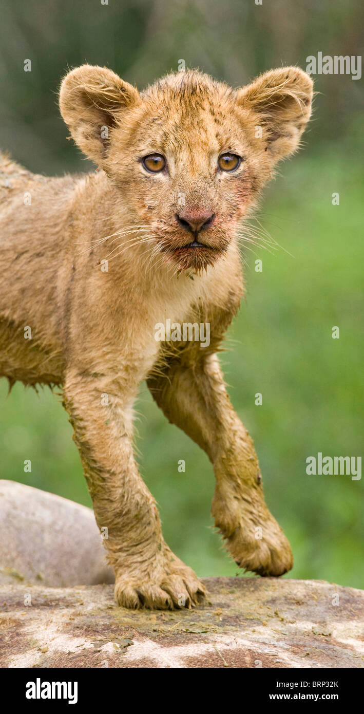 Lion Cub stehen auf Toten giraffe Stockfoto