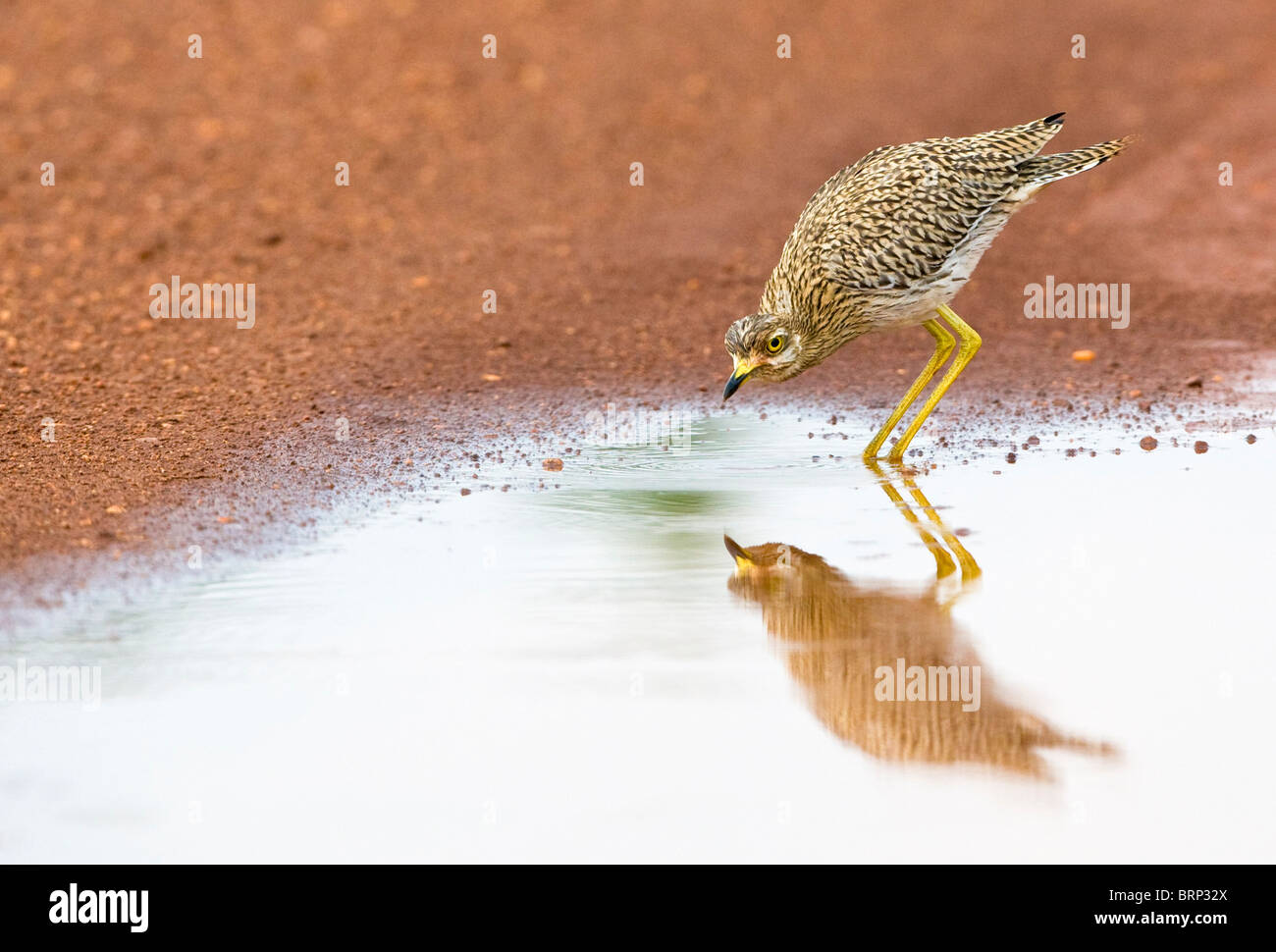 Gefleckte Thick-knee spiegelt sich im Wasser Stockfoto