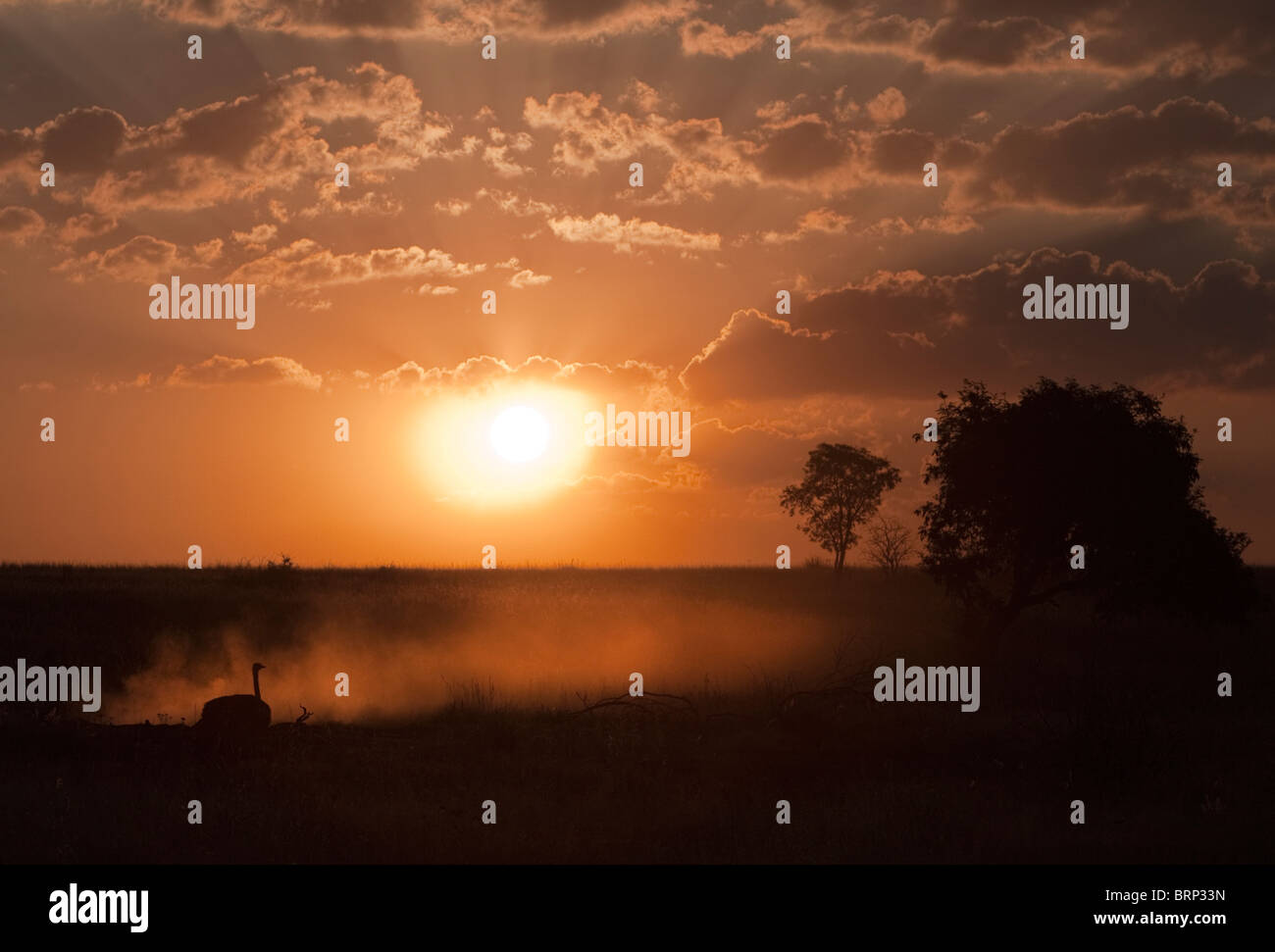 Sonnenuntergang mit Silhouette Strauß Staub baden Stockfoto