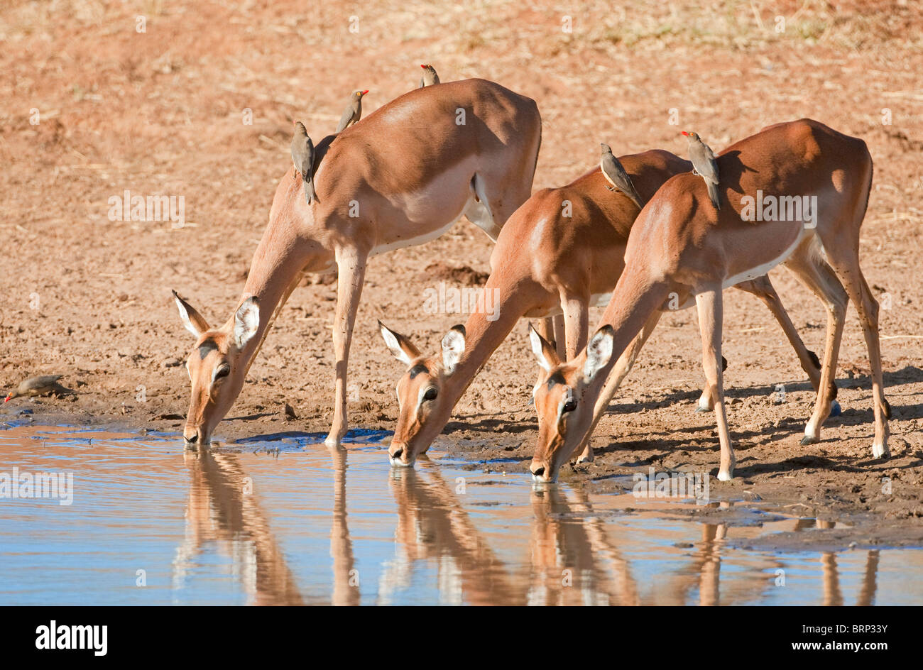 Drei Impala trinken am Gewässerrand Stockfoto